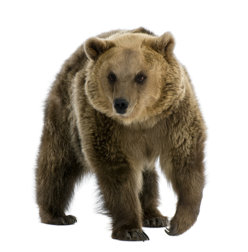 brown bear